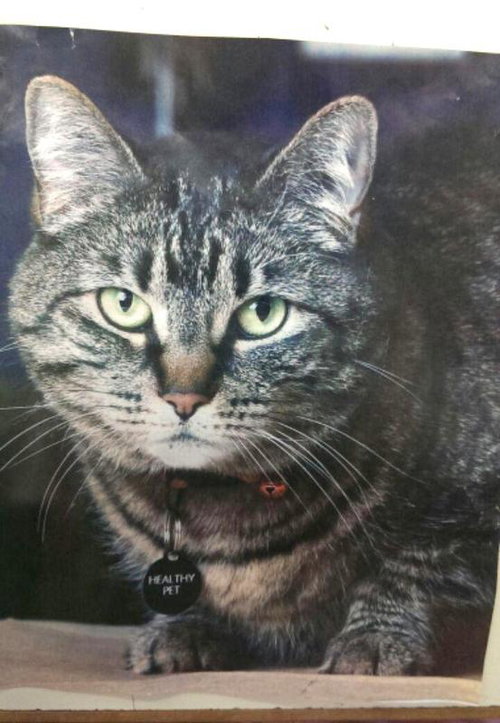 Pocket *Offered by Owner* Declawed Senior