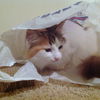 Mikan *Offered by Owner* Beautiful Calico