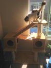 Mikan *Offered by Owner* Beautiful Calico
