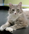 Kiki -  Teen Kitten - Gentle,Fluffy Girl