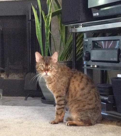 Sonic *Offered by Owner* Bengal Male
