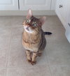 Sonic *Offered by Owner* Bengal Male