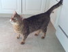 Sonic *Offered by Owner* Bengal Male