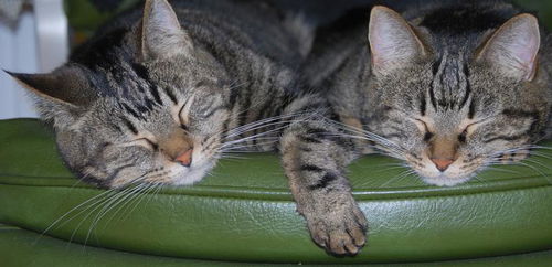 Bella and Gia *Offered by Owner* Twin Sister Adult