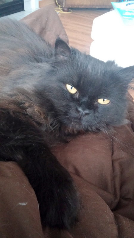 Tura *Offered by Owner* Young Persian Adult