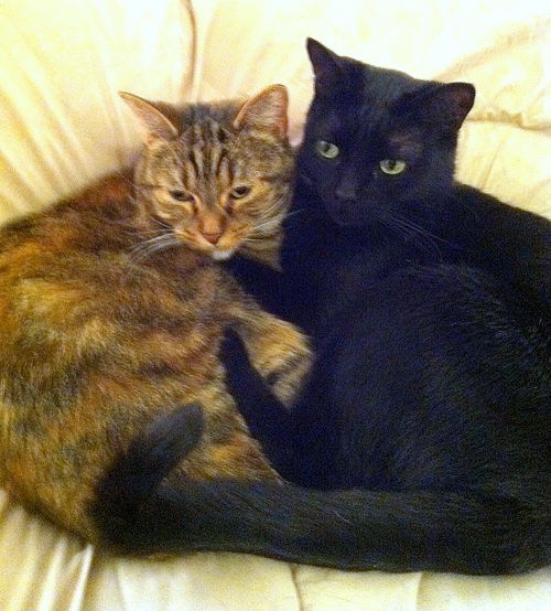 Maddy and Miley - *Offered by Owner