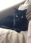 Maddy and Miley - *Offered by Owner