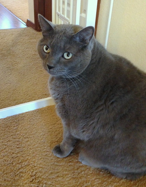 Cody *Offered by Owner* Friendly with children