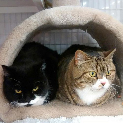 Lacey and Gracie - Senior Beauties - Declawed