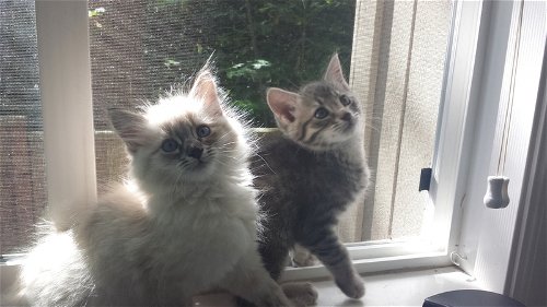 Quimby and Glisan - Kitten brothers