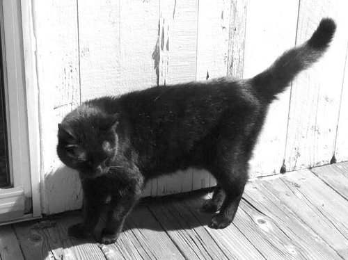 Miss Kitty *Offered by Owner*  Senior - Needs Good