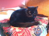 Miss Kitty *Offered by Owner*  Senior - Needs Good