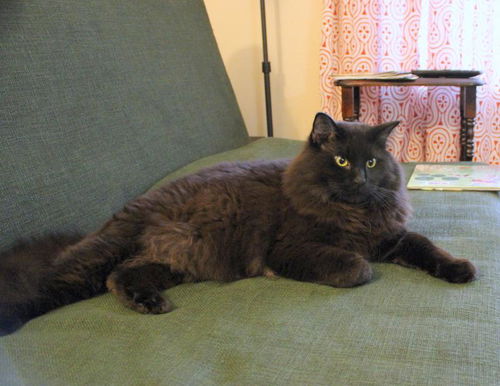 Hugo *Offered by Owner* Majestic long-hair