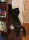 Hugo *Offered by Owner* Majestic long-hair