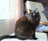 Hugo *Offered by Owner* Majestic long-hair