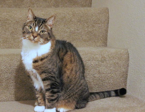Miki *Offered by Owner* Outgoing Senior Gal