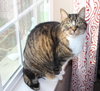 Miki *Offered by Owner* Outgoing Senior Gal