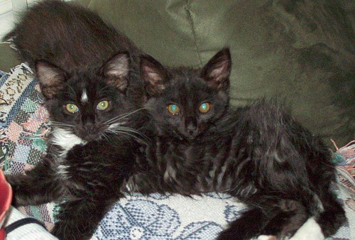 Sparkle and Shine - Bonded Sister Babies