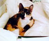 Kaze *Offered by Owner* Young adult female
