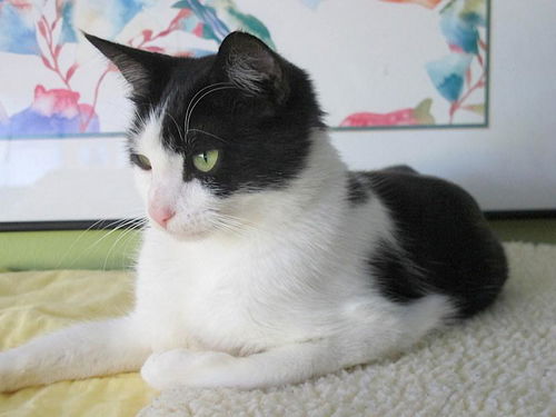 Lolita - Sweet and gentle