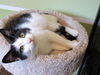 Lolita - Sweet and gentle