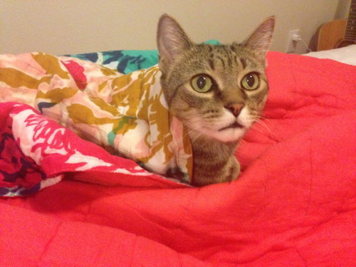 Sweeney *Offered by Owner* Front Declawed