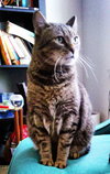 Sweeney *Offered by Owner* Front Declawed