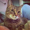Sweeney *Offered by Owner* Front Declawed