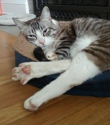 Charlie *Offered by Owner* Friendly Senior Male