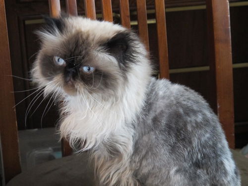 Geisha - Purebred Persian