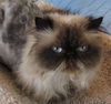 Geisha - Purebred Persian