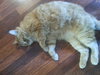 McDreamy *Offered by Owner* Big Goofy Lover