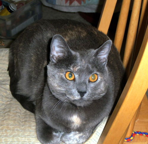 Petal *Offered by Owner* Bonded to Tigger