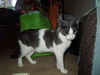 Addie