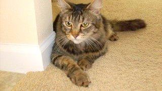 Tiger *Offered by Owner* Senior Companion