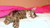 Tiger *Offered by Owner* Senior Companion