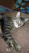 Tiger *Offered by Owner* Senior Companion