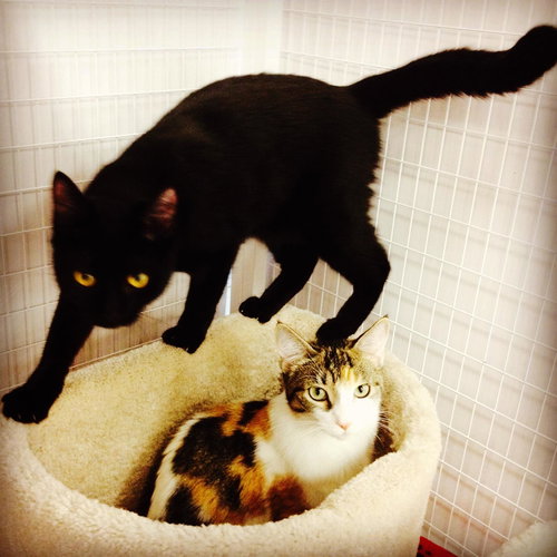 Mouse - Part of a bonded Team with Spice