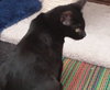 Mouse - Part of a bonded Team with Spice