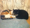 Mouse - Part of a bonded Team with Spice