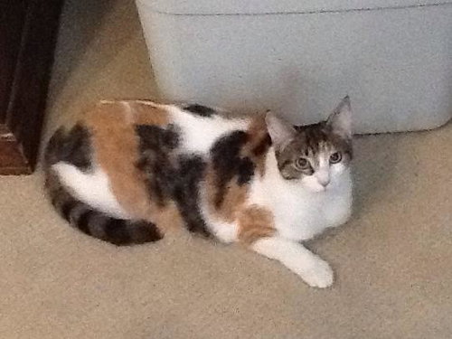Spice - Calico Teen  - bonded wtih Mouse
