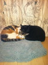 Spice - Calico Teen  - bonded wtih Mouse