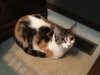 Spice - Calico Teen  - bonded wtih Mouse