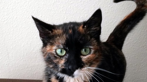Annabelle - Never met a lap she didn't like!