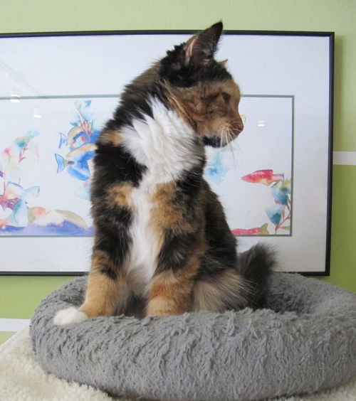 Tango