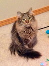 Primrose
