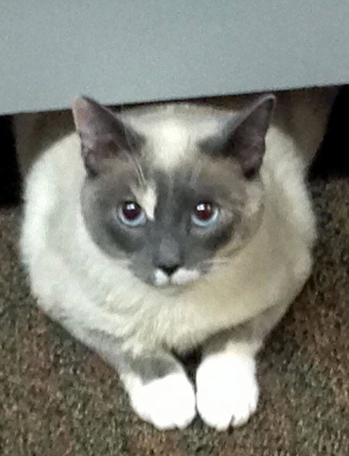 Miss Kitty 