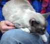 Miss Kitty 