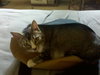 Twopei *Community Cat
