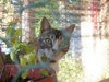 Twopei *Community Cat